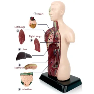 Biology-project-of-digestive-system-model-Human-body-simulation